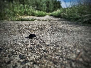 Close-up of bird on road