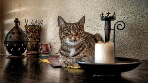 Portrait of cat in bowl on table