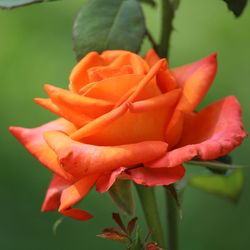 Close-up of orange rose flower