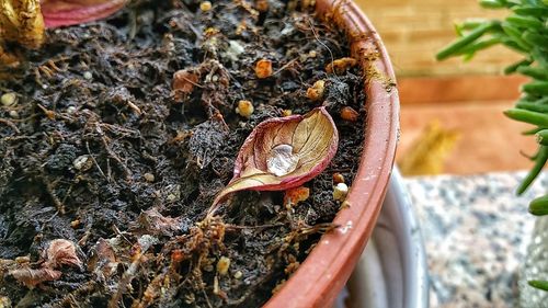 Close-up of insect on leaf