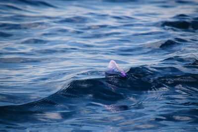 View of jelly fish swimming in sea