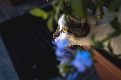 Close-up of cat