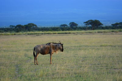 Horses grazing on grassy field