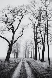Road amidst bare trees on field during winter