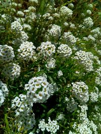 Close-up of white flowers