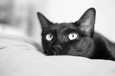 Close-up portrait of cat