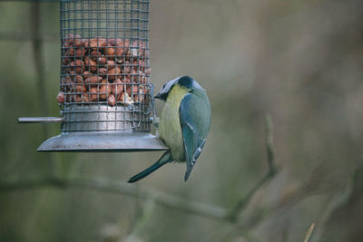 Close-up of bird perching on feeder