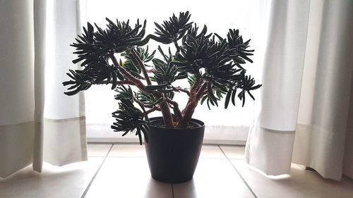 Potted plant at home