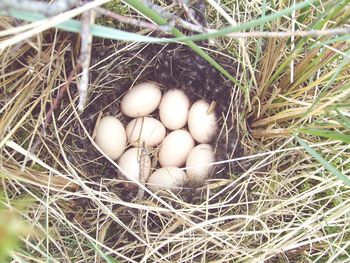 High angle view of eggs in grass