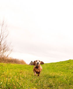 Dog looking away on field