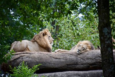 My favorite animals to photograph 