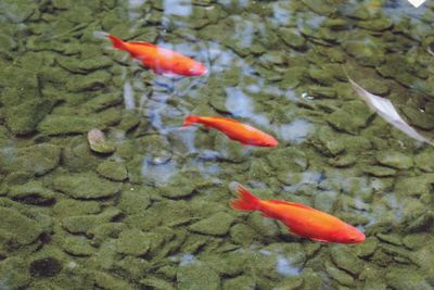 High angle view of koi carps swimming in water