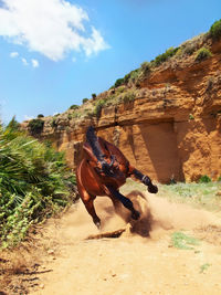 Horse on landscape against sky