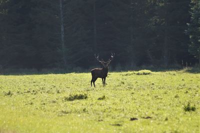 Deer standing in a field