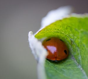 Close-up of ladybug on leaf