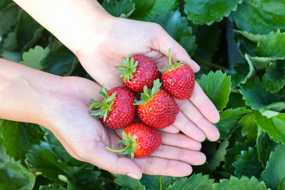 Cropped hand holding strawberries