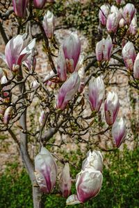 Close-up of pink flowers blooming on tree