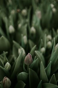 Full frame shot of flowering plants