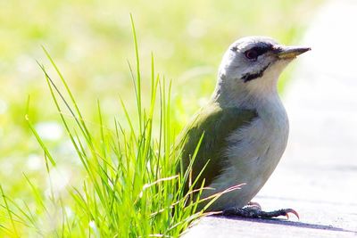 Close-up of bird