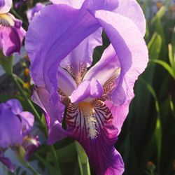 Close-up of fresh purple iris flowers in bloom