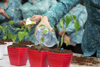 Close-up of potted plant