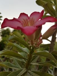 Close-up of pink flower blooming outdoors