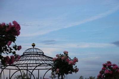 Low angle view of pink flowers