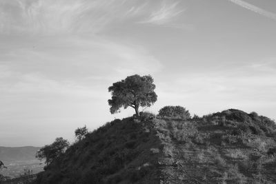 Low angle view of trees against sky