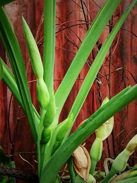 Close-up of bamboo on plant at field