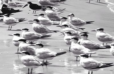 Flock of birds in water