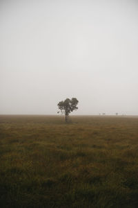 Scenic view of field against clear sky