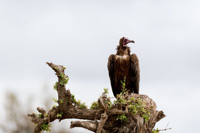 Bird perching on a tree stump