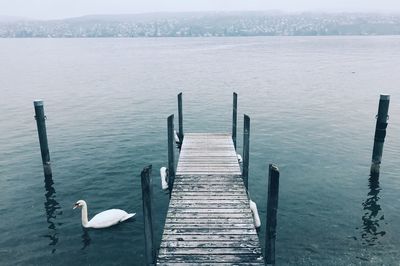 Seagull perching on pier over lake