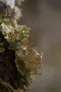 Close-up of plant on moss