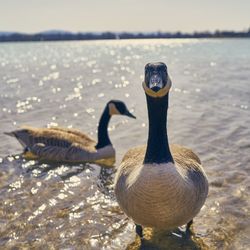 Close-up of swan swimming in lake