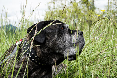 Close-up of a dog on field