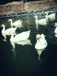 Birds floating on water