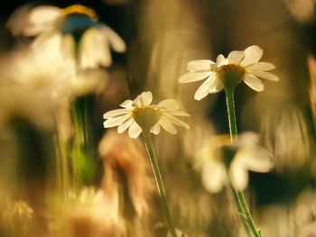 Close-up of white flowering plant on field