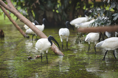 Birds in a lake