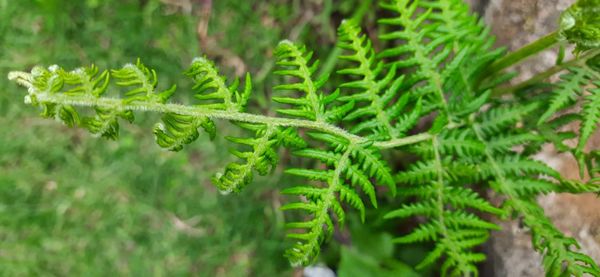 Close-up of pine tree