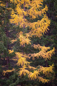 High angle view of pine trees in forest during autumn