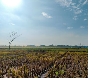 Scenic view of agricultural field against sky