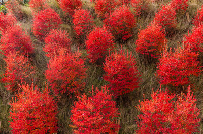 Full frame shot of red flowering plants