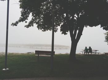 Trees on beach