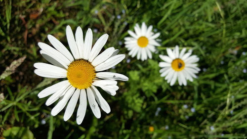 Close-up of white daisy blooming outdoors