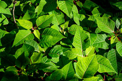 Full frame shot of green leaves