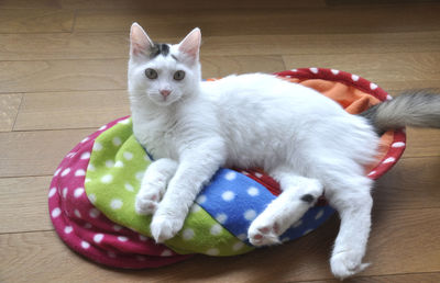 Portrait of cat sitting on hardwood floor