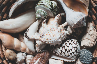 High angle view of shells on display at market