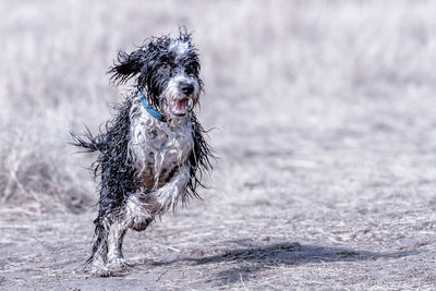 Portrait of dog running on wet land