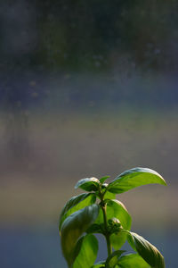Close-up of green plant